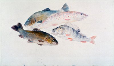 Étude de poissons : deux tanches, une truite et une perche, vers 1822-1824 - Joseph Mallord William Turner