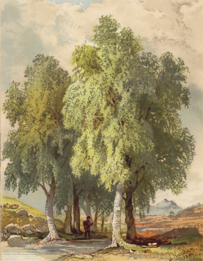 Groupe de bouleaux - Joseph Needham