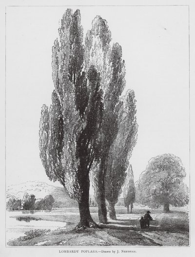 Peupliers de Lombardie (litho) - Joseph Needham