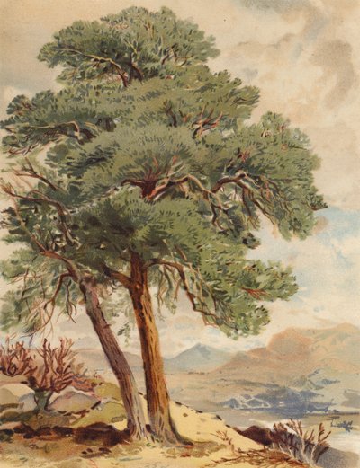 Pin écossais, scène des Highlands - Joseph Needham