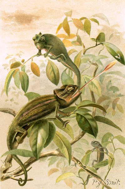Caméléons - Joseph Smit