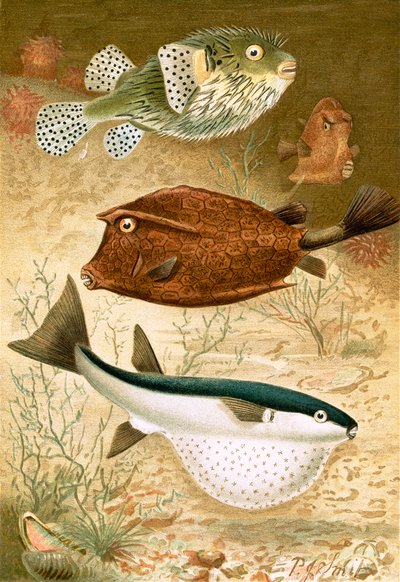 Poisson-globe et Poisson-coffre - Joseph Smit
