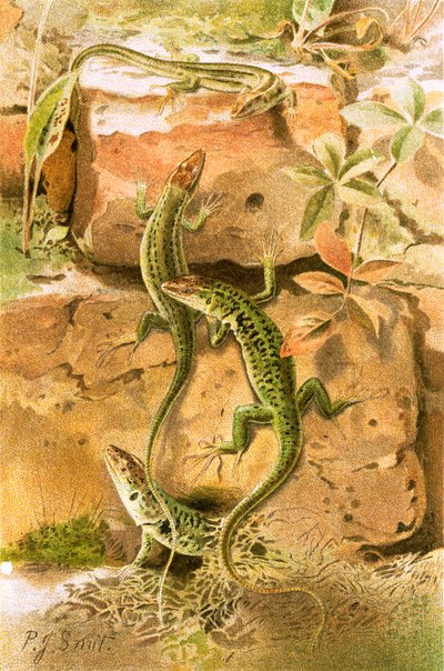 Lézards des murs - Joseph Smit