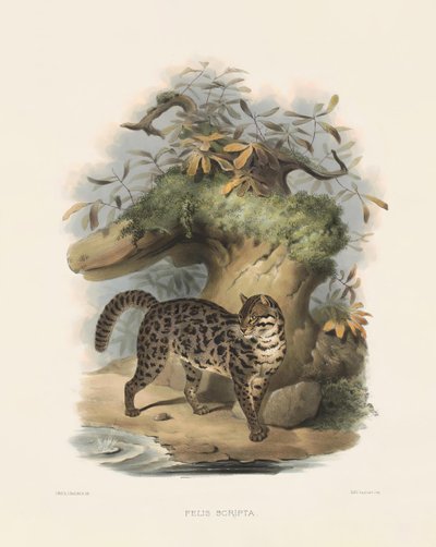 Chat léopard d