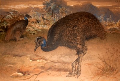 Casoar de Bennett (Casuarius bennetti), c.1851-76 - Joseph Wolf