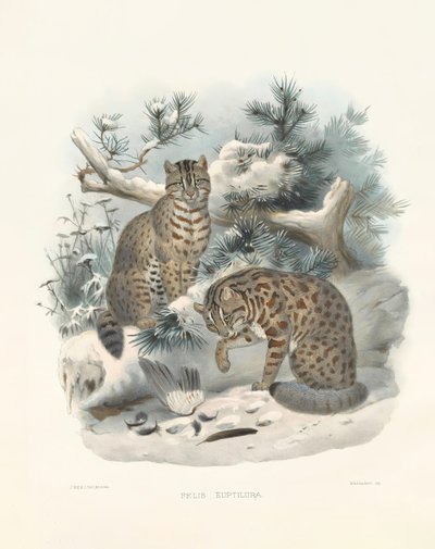 Lynx d