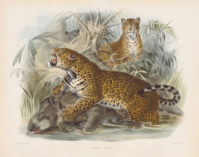 Jaguar (Felis onca) - Joseph Wolf