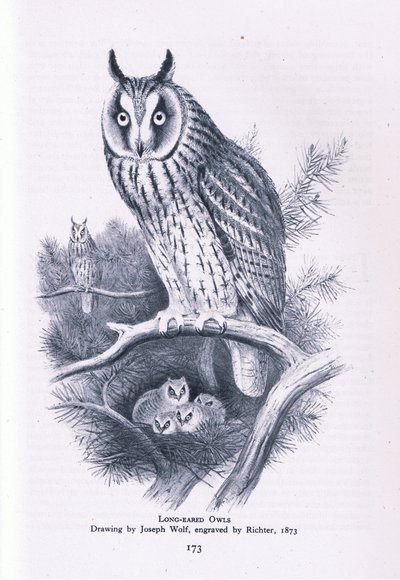 Hibou moyen-duc, Nature en Grande-Bretagne publiée par Collins, 1946 - Joseph Wolf
