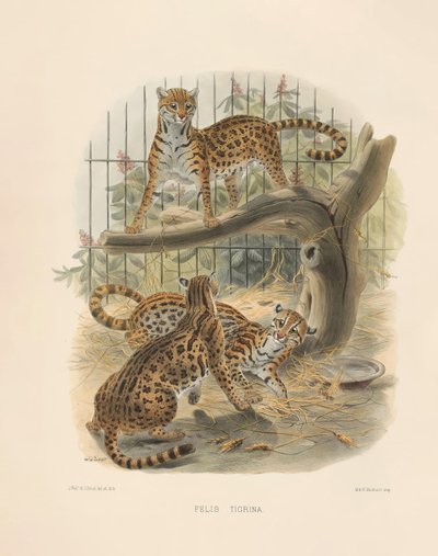 Ocelot (Felis tigrina) - Joseph Wolf