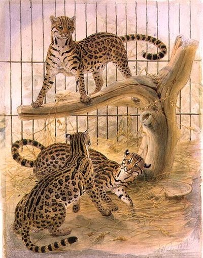 Ocelots en cage - Joseph Wolf