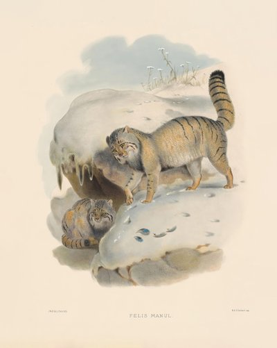 Chat de Pallas (Felis manul) - Joseph Wolf