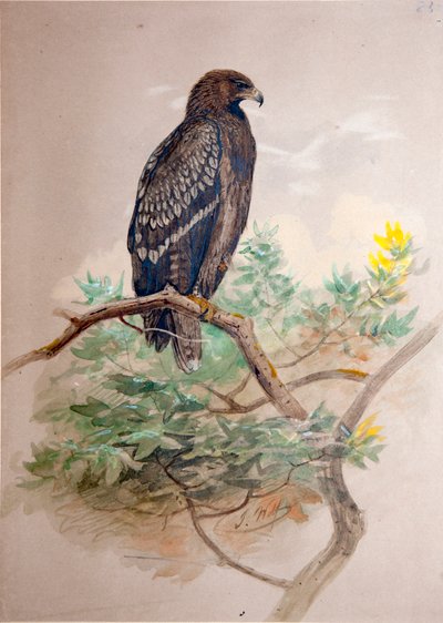 Aigle tacheté (Aquila clanga), 1856-67 - Joseph Wolf