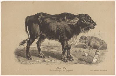 Buffle (Dierenstudies in twee soorten krijt, Étude aux deux crayons par Z. Gengembre) - Joseph Zephyris Gengembre