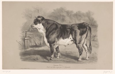 Taureau dans un pré (Dierenstudies in twee soorten krijt) - Joseph Zephyris Gengembre