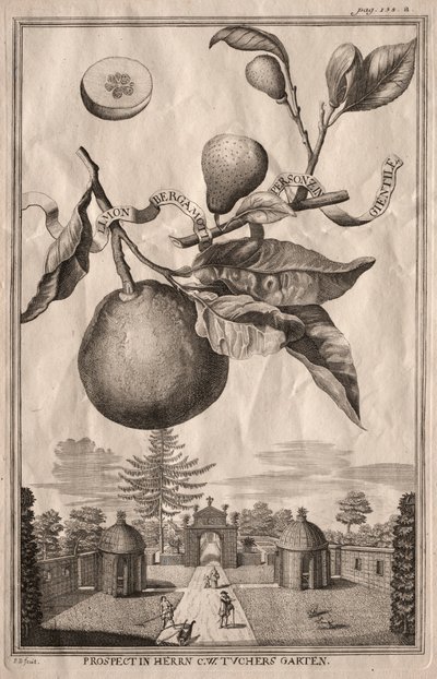 Nurnbergische Hesperides: Limon bergamotto personzin gientile, 1714 - Joseph de Montalegre