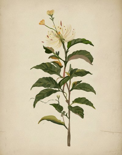 Une élégante composition florale - Josie George
