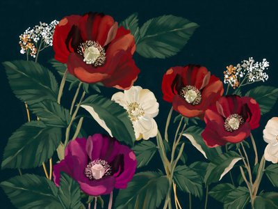 Élégants coquelicots noirs - Josie George