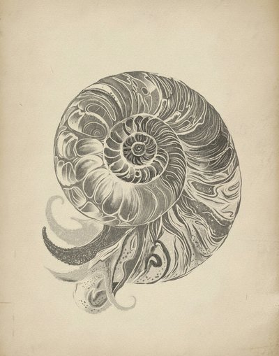 La spirale complexe du nautile - Josie George