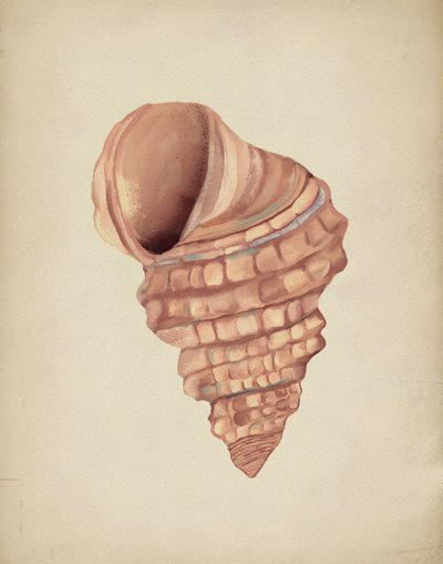 Étude sur les coquillages en spirale - Josie George