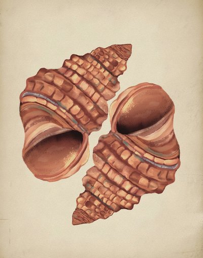 Deux coquilles de conque - Josie George