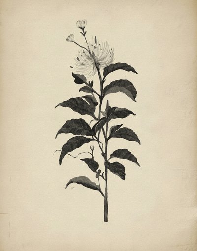 Illustration botanique d