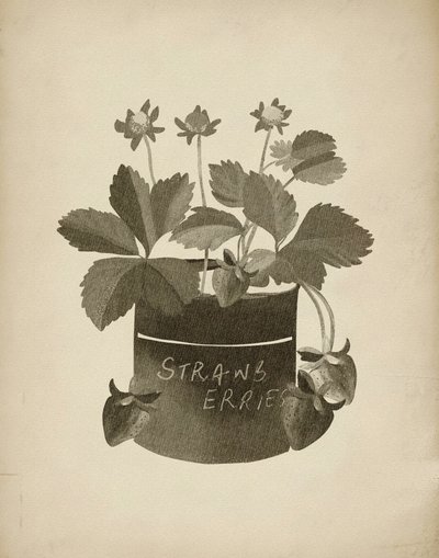 Illustration vintage de fraises - Josie George