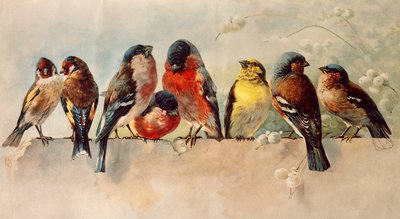 Oiseaux - Josse Photo