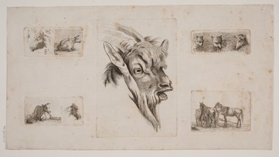 Chevaux, vaches, chats et une tête de chèvre. Feuille d