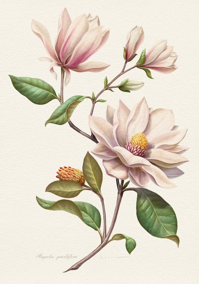 Fleurs de magnolia aux teintes rosées - Juan Hernaz