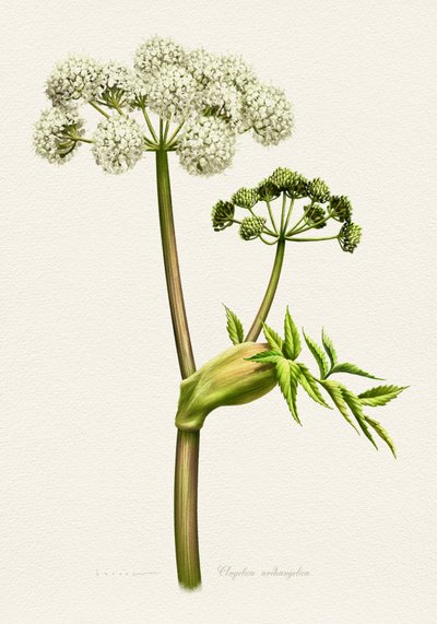 Illustration botanique d