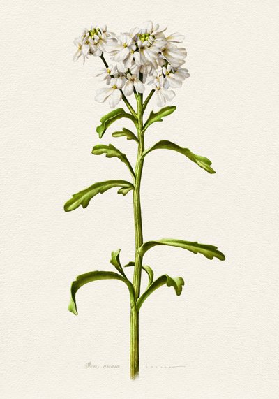 Candytuft blanc - Description botanique - Juan Hernaz