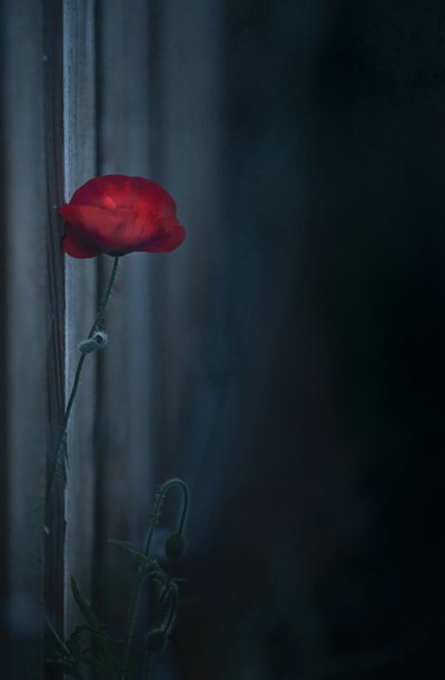  - Judy Tseng