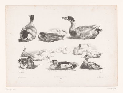 Études de groupes de canards couchés - Jules Joseph Augustin Laurens