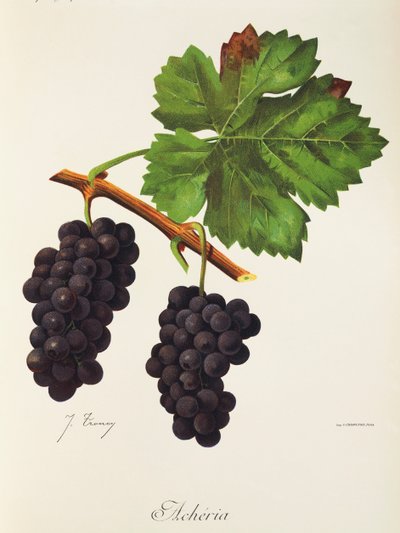 Raisin Acheria par J. Troncy - Jules Troncy