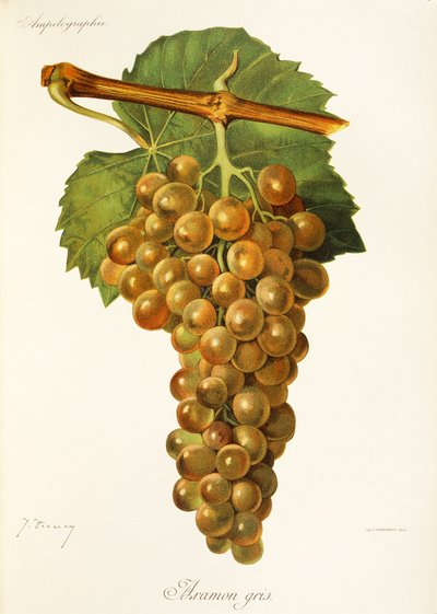 Raisin Aramon Gris - Jules Troncy