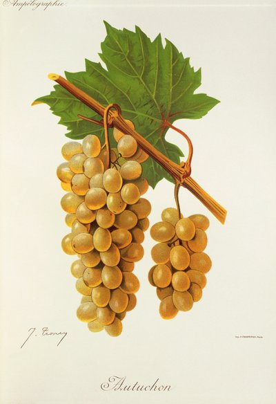 Raisin Autuchon - Jules Troncy