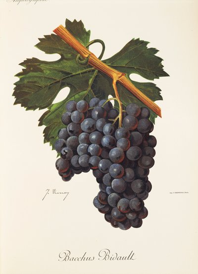 Raisin Bacchus Bidault par J. Troncy - Jules Troncy