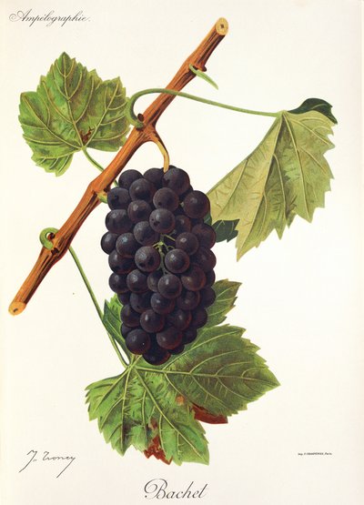 Raisin Bachet - Jules Troncy