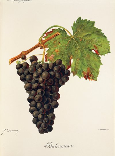 Balsamina - Jules Troncy