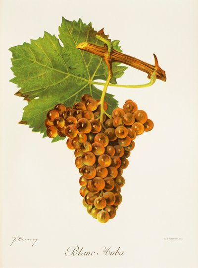 Blanc Auba - Jules Troncy