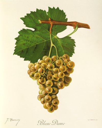 Raisin Blanc Dame par J. Troncy - Jules Troncy