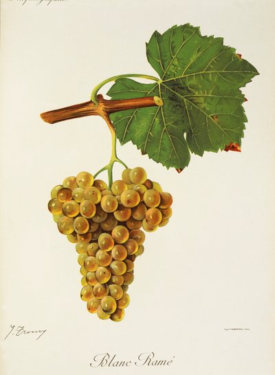Raisin Blanc Rame - Jules Troncy