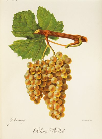 Raisin Blanc Verdet par J. Troncy - Jules Troncy
