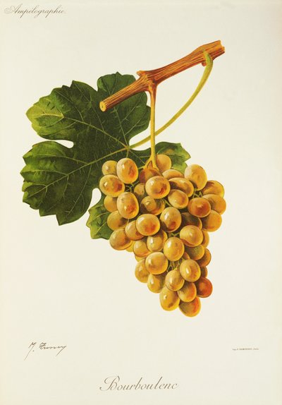 Bourboulenc - Jules Troncy
