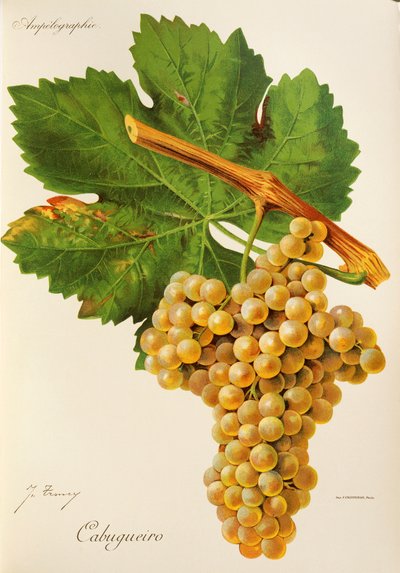 Cabugueiro - Jules Troncy