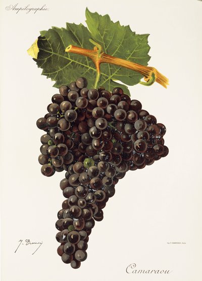 Raisin Camaraou - Jules Troncy