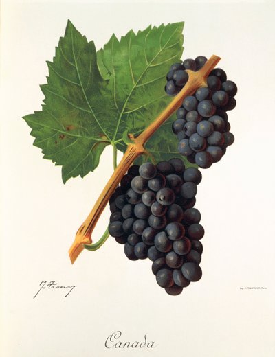 Raisin Canada - Jules Troncy