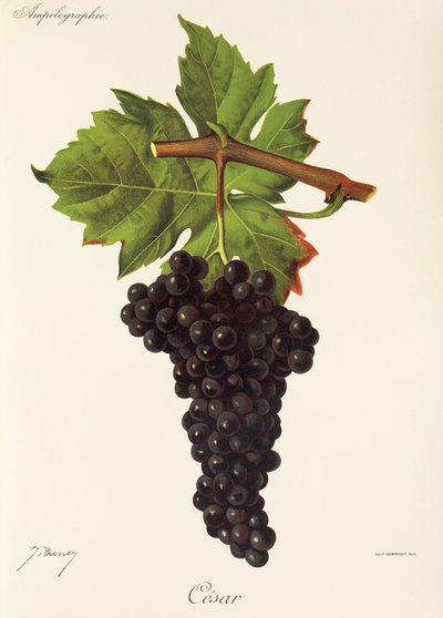 Raisin César - Jules Troncy
