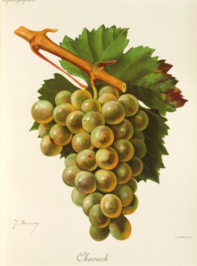 Raisin Chaouch par J. Troncy - Jules Troncy