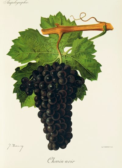 Raisin Chenin Noir - Jules Troncy